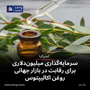 سرمایه‌گذاری میلیون‌دلاری برای رقابت در بازار جهانی روغن اکالیپتوس