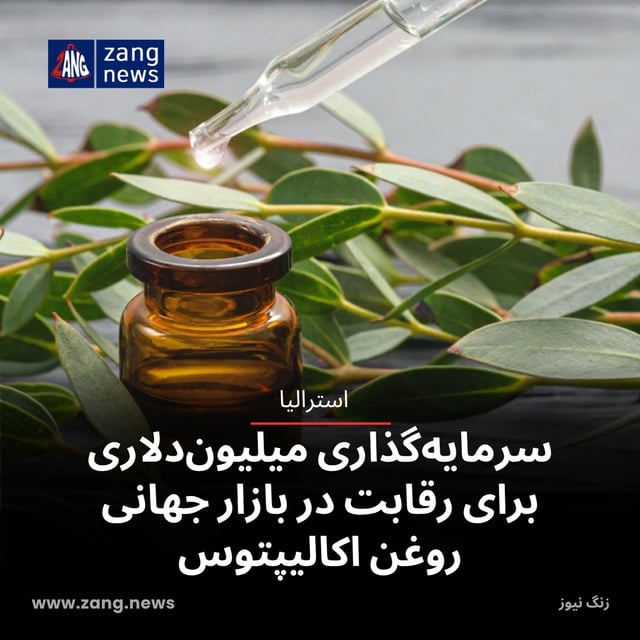 سرمایه‌گذاری میلیون‌دلاری برای رقابت در بازار جهانی روغن اکالیپتوس