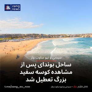 ساحل بوندای پس از مشاهده کوسه سفید بزرگ تعطیل شد