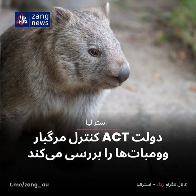دولت ACT کنترل مرگبار وومبات‌ها را بررسی می‌کند