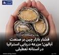 فشار بازار چین بر صنعت آبالون؛ مزرعه دریایی استرالیا در آستانه تعطیلی