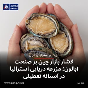 فشار بازار چین بر صنعت آبالون؛ مزرعه دریایی استرالیا در آستانه تعطیلی