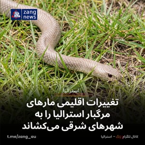 تغییرات اقلیمی مارهای مرگبار استرالیا را به شهرهای شرقی می‌کشاند