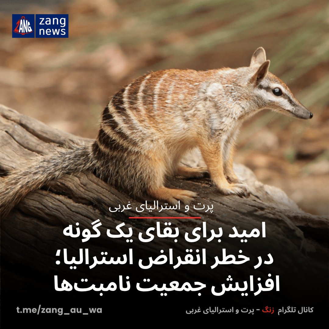 امید برای بقای یک گونه در خطر انقراض استرالیا؛ افزایش جمعیت نامبت‌ها