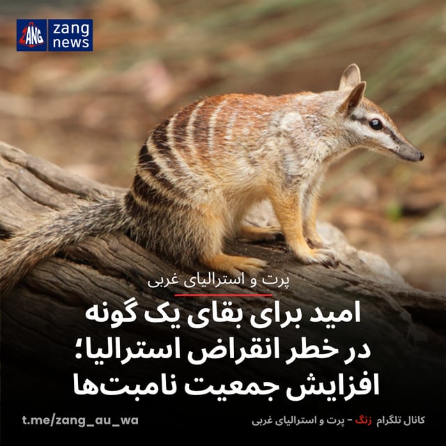 امید برای بقای یک گونه در خطر انقراض استرالیا؛ افزایش جمعیت نامبت‌ها