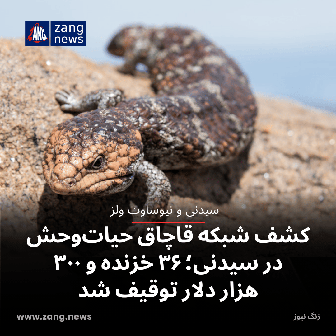 کشف شبکه قاچاق حیات‌وحش در سیدنی؛ ۳۶ خزنده و ۳۰۰ هزار دلار توقیف شد