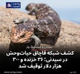 کشف شبکه قاچاق حیات‌وحش در سیدنی؛ ۳۶ خزنده و ۳۰۰ هزار دلار توقیف شد