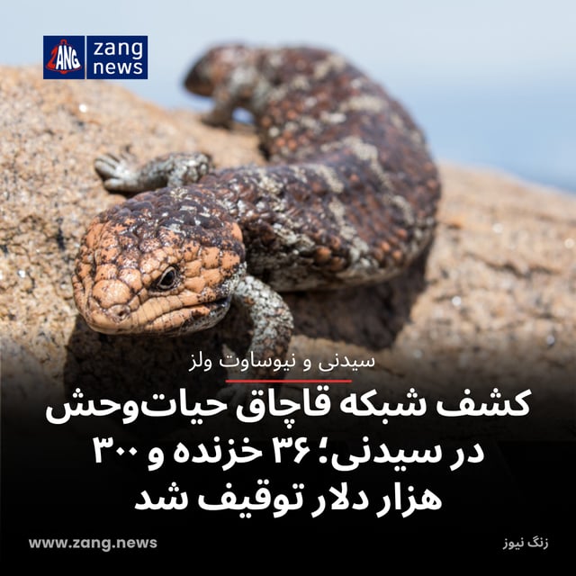 کشف شبکه قاچاق حیات‌وحش در سیدنی؛ ۳۶ خزنده و ۳۰۰ هزار دلار توقیف شد