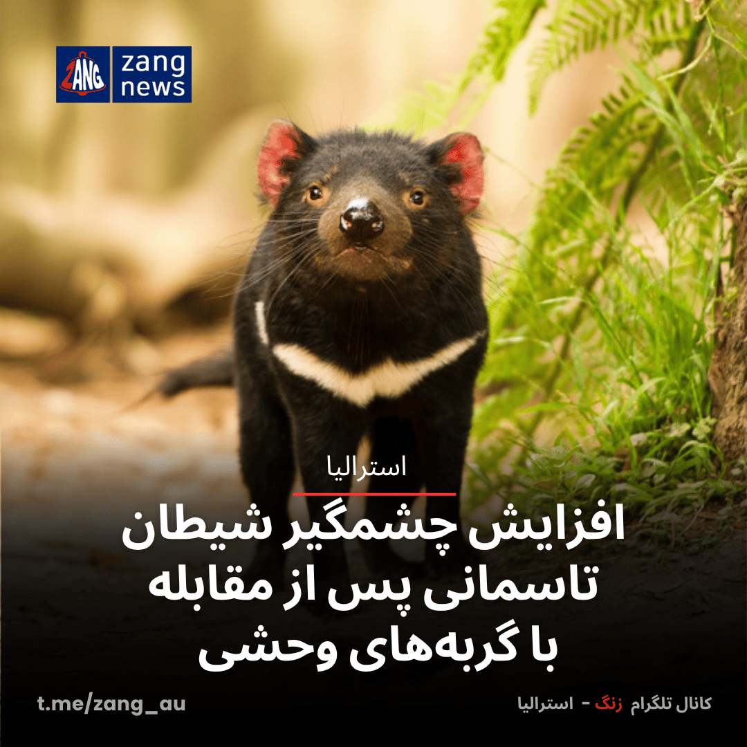 افزایش چشمگیر شیطان تاسمانی پس از مقابله با گربه‌های وحشی