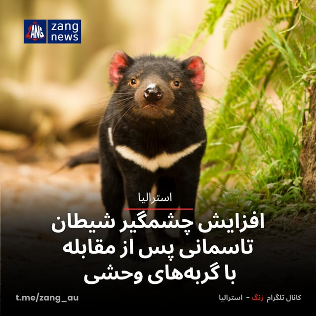 افزایش چشمگیر شیطان تاسمانی پس از مقابله با گربه‌های وحشی