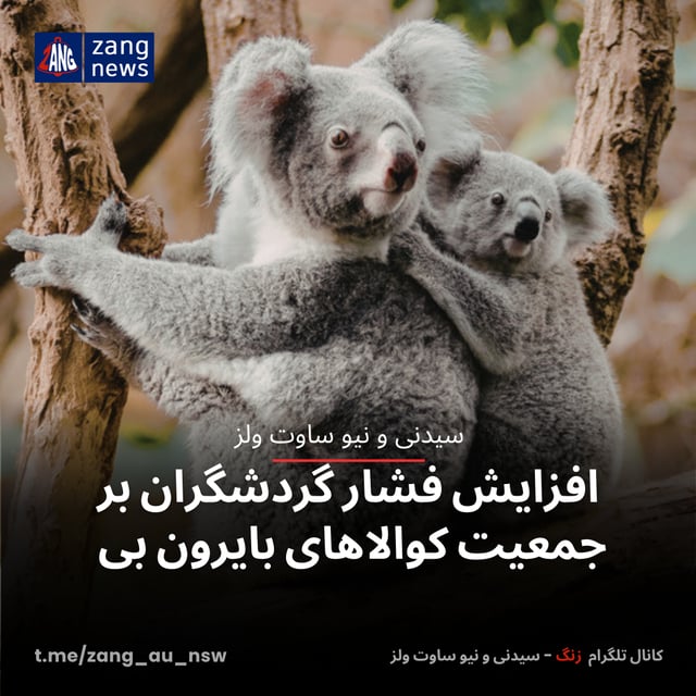 افزایش فشار گردشگران بر جمعیت کوالاهای بایرون بی