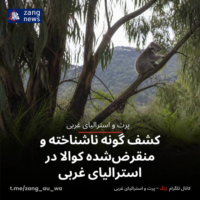 کشف گونه ناشناخته و منقرض‌شده کوالا در استرالیای غربی