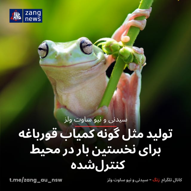 تولید مثل گونه کمیاب قورباغه برای نخستین بار در محیط کنترل‌شده