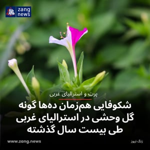 شکوفایی هم‌زمان ده‌ها گونه گل وحشی در استرالیای غربی طی بیست سال گذشته