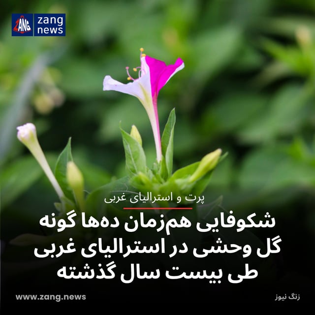 شکوفایی هم‌زمان ده‌ها گونه گل وحشی در استرالیای غربی طی بیست سال گذشته
