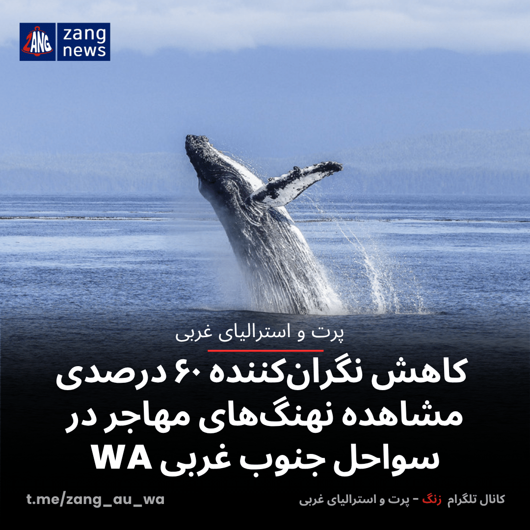 کاهش نگران‌کننده ۶۰ درصدی مشاهده نهنگ‌های مهاجر در سواحل جنوب غربی WA