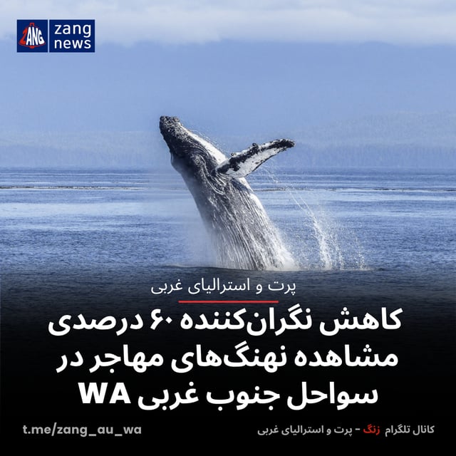 کاهش نگران‌کننده ۶۰ درصدی مشاهده نهنگ‌های مهاجر در سواحل جنوب غربی WA