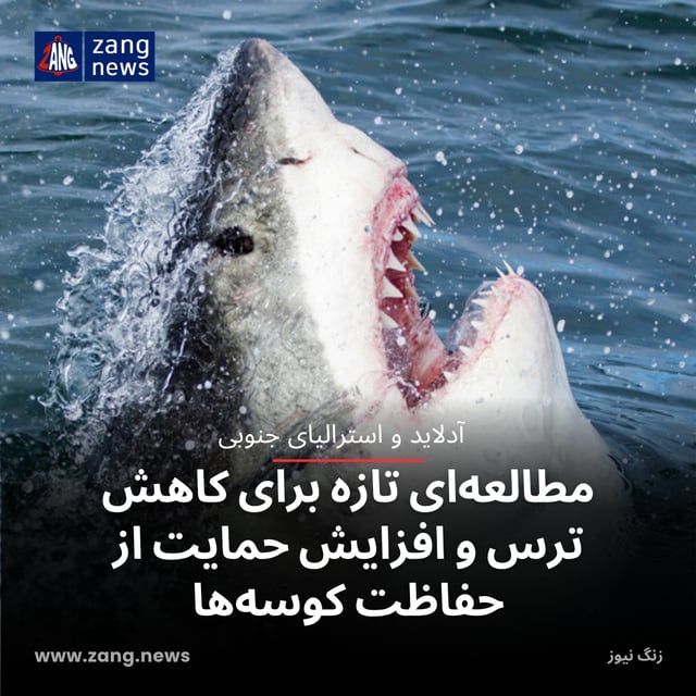مطالعه‌ای تازه برای کاهش ترس و افزایش حمایت از حفاظت کوسه‌ها