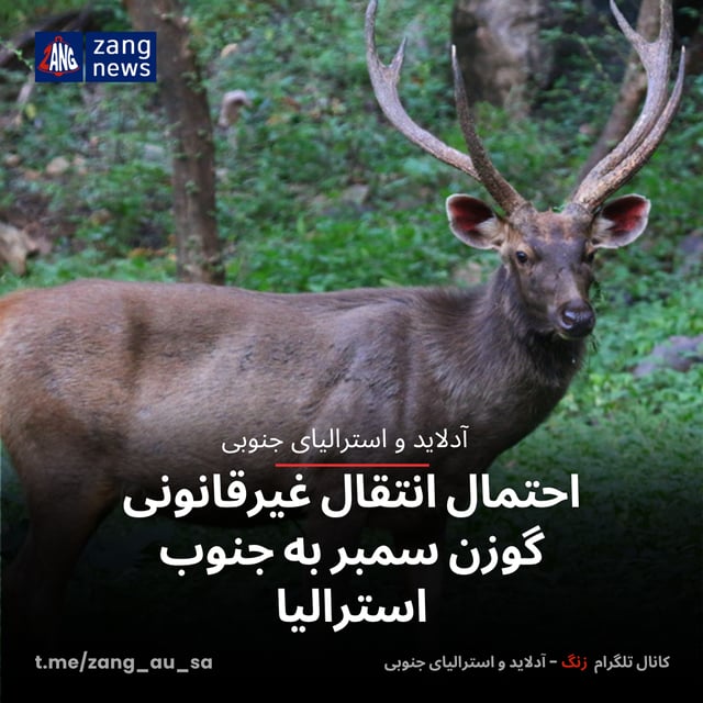احتمال انتقال غیرقانونی گوزن سمبر به جنوب استرالیا