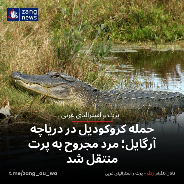 حمله کروکودیل در دریاچه آرگایل؛ مرد مجروح به پرت منتقل شد