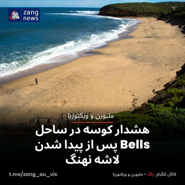 هشدار کوسه در ساحل Bells پس از پیدا شدن لاشه نهنگ