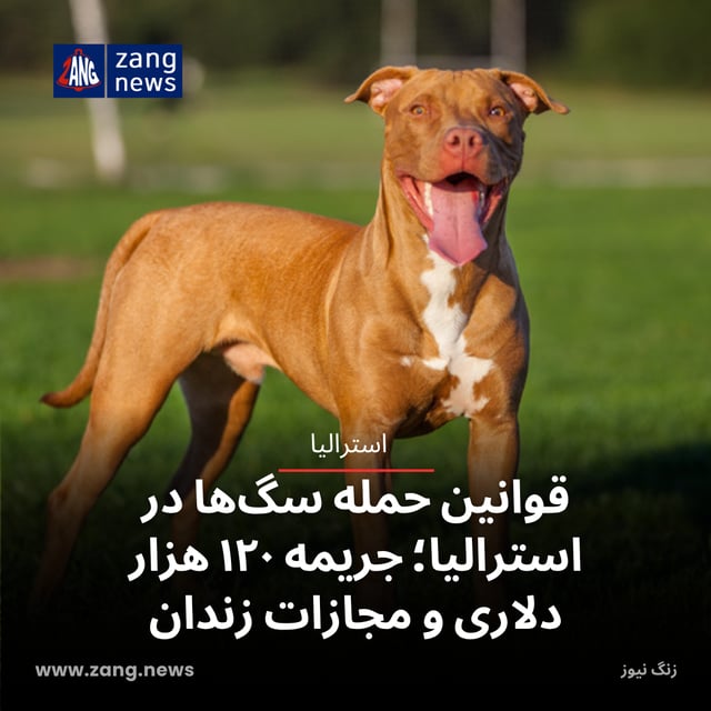قوانین حمله سگ در استرالیا؛ جریمه‌ها، ممنوعیت‌ها و نکات ایمنی