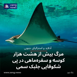 مرگ بیش از هشت هزار کوسه و سفره‌ماهی در پی شکوفایی جلبک سمی