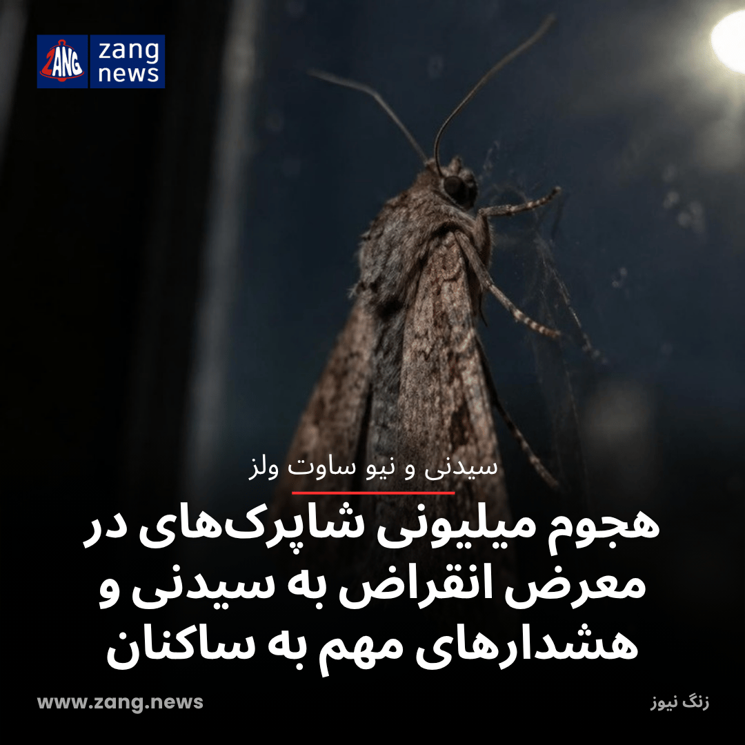 هجوم میلیونی شاپرک‌های در معرض انقراض به سیدنی و هشدارهای مهم به ساکنان