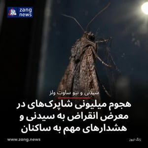 هجوم میلیونی شاپرک‌های در معرض انقراض به سیدنی و هشدارهای مهم به ساکنان